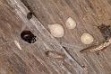 Latrodectus_hasselti_D3628_Z_82_Hamelin pool_Australie